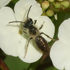 Andrena