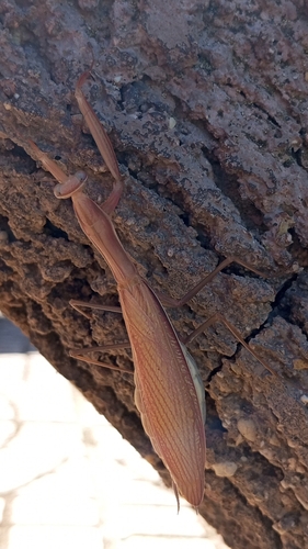 European Mantis