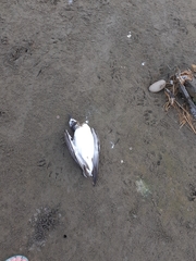 Leucophaeus pipixcan