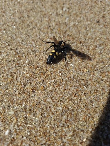 Pygodasis bistrimaculata