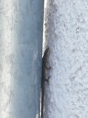 Common Wall Lizard