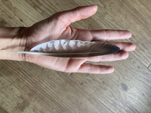 Plume de Courlis corlieu
