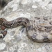 Boa constrictor imperator - Photo (c) Juan Cruzado Cortés, some rights reserved (CC BY-SA), uploaded by Juan Cruzado Cortés