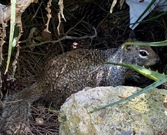 Otospermophilus beecheyi