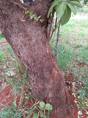 Blepharocalyx salicifolius