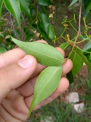 Blepharocalyx salicifolius