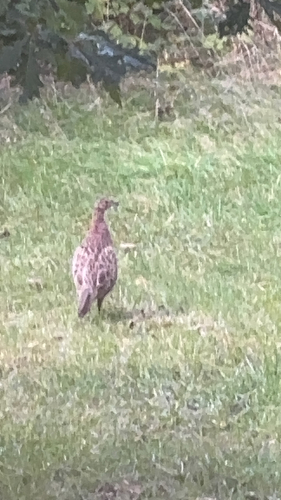 Ring-necked Pheasant