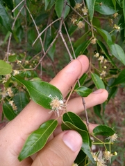 Blepharocalyx salicifolius