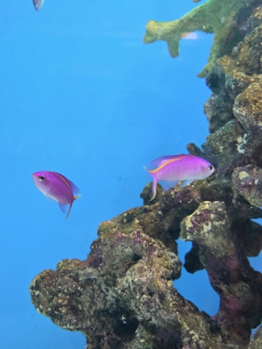 Pseudanthias tuka observed 2026-09-28
