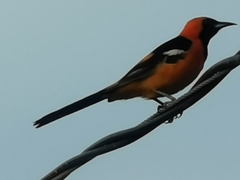 Icterus cucullatus