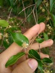 Blepharocalyx salicifolius