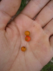 Blepharocalyx salicifolius