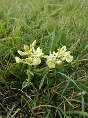 Orchis provincialis