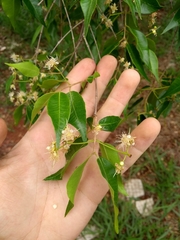 Blepharocalyx salicifolius