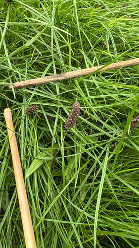 ribwort plantain