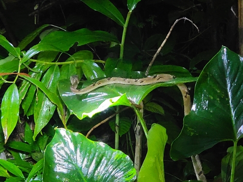 Boiga cynodon observed 2026-09-27