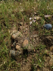 Delphinium hansenii hansenii