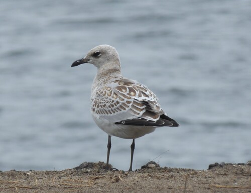 Mouette mélanocéphale, jeune