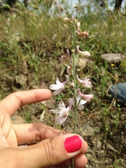 Delphinium hansenii hansenii