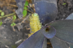Automeris naranja