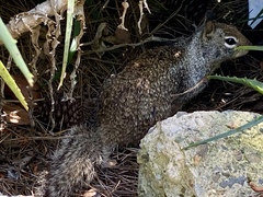 Otospermophilus beecheyi