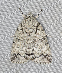 Blenina lichenopa