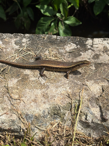 Hambegamuwa Sun Skink