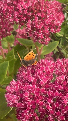 Small Copper