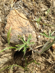 Delphinium hansenii hansenii