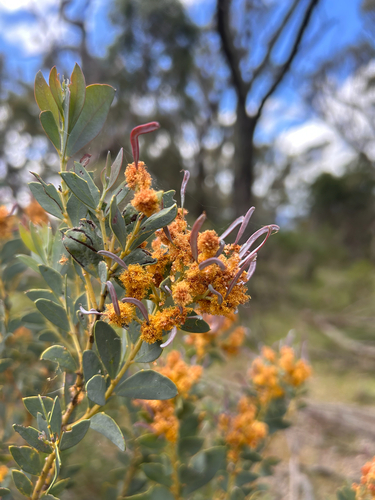 Acacia buxifolia, 2026-09-28