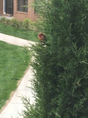 Haemorhous mexicanus