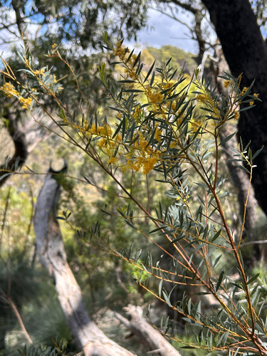 Acacia decora observed 2026-09-28