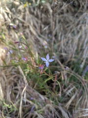 Clarkia epilobioides