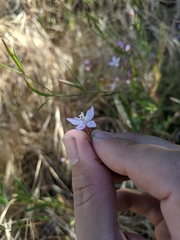 Clarkia epilobioides