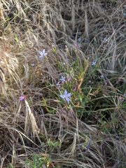 Clarkia epilobioides