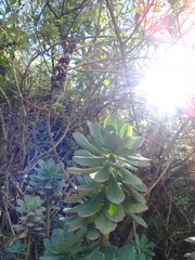 Echeveria quitensis