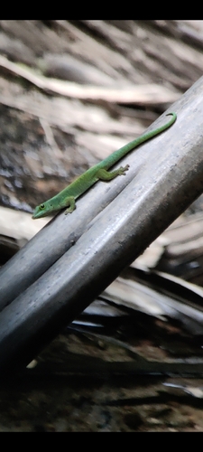 Seychelles giant day gecko