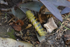 Automeris naranja