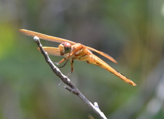 Libellula auripennis