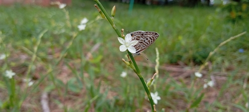 Common Zebra Blue Complex