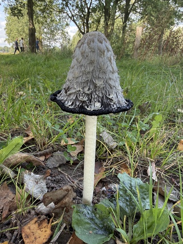 Shaggy Mane