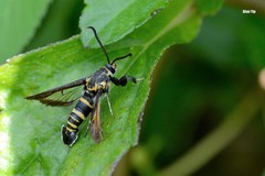 Nokona pilamicola