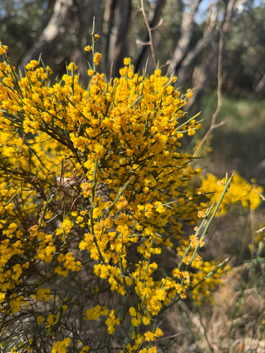 Acacia spinescens observed 2026-09-28