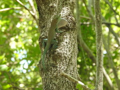 Anolis conspersus