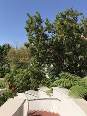Arbutus × andrachnoides