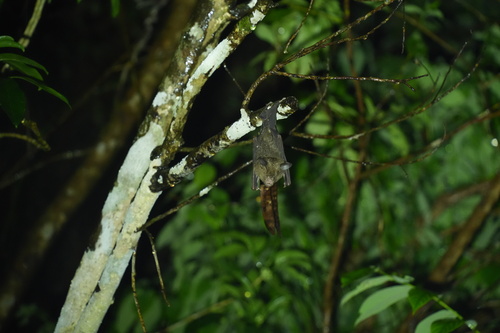 Hipposideros turpis observed 2026-09-05