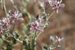Ptilotus sessilifolius