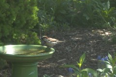 Passer domesticus
