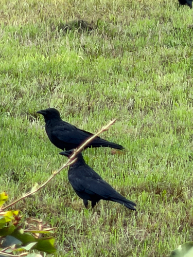 Carrion Crow