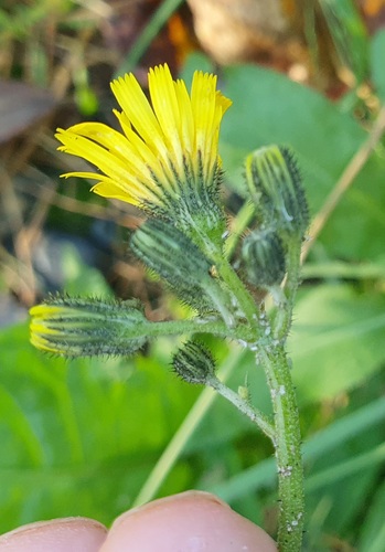Pilosella floribunda, 2026-09-28
